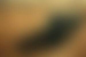 Фотография перформанса Склеп от компании HorroR KvesT (Фото 1)